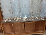 Group Of 15 Whitetail Shed Antlers