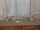 3 Nice Sets Of Whitetail Antlers On Skull Plate