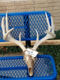 Cool 4x4 Whitetail Antlers On Skull