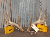 Main Frame 5x5 Whitetail Shed Antlers