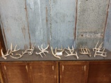 Group Of 16 Whitetail Shed Antlers