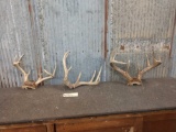 3 Sets Of Whitetail Antlers On Skull Plate