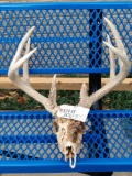 5x5 Whitetail Antlers On Skull