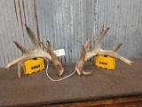 Big Main Frame 4x4 Whitetail Shed Antlers