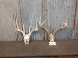 2 Sets Of Whitetail Antlers On Skull