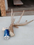 Main Frame 5 Point Whitetail Shed Antler