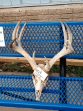 Main Frame 5x5 Whitetail Antlers On Skull