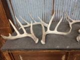 Group Of 12 Whitetail Shed Antlers
