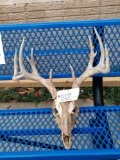 Cool 5x5 Whitetail Antlers On Skull