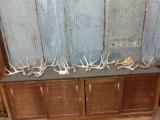 Group Of 14 Whitetail Shed Antlers