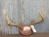 Nice 5x5 Whitetail Antlers On Plaque