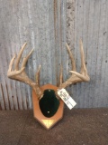 5x5 Whitetail Antlers On Plaque