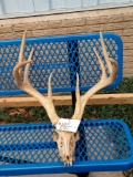 Big 4x4 Whitetail Antlers On Skull