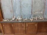 Group Of 7 Whitetail Shed Antlers