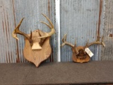 2 Sets Of Whitetail Antlers On Plaque