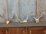 3 Sets Of Mule Deer Antlers On Skull Plate