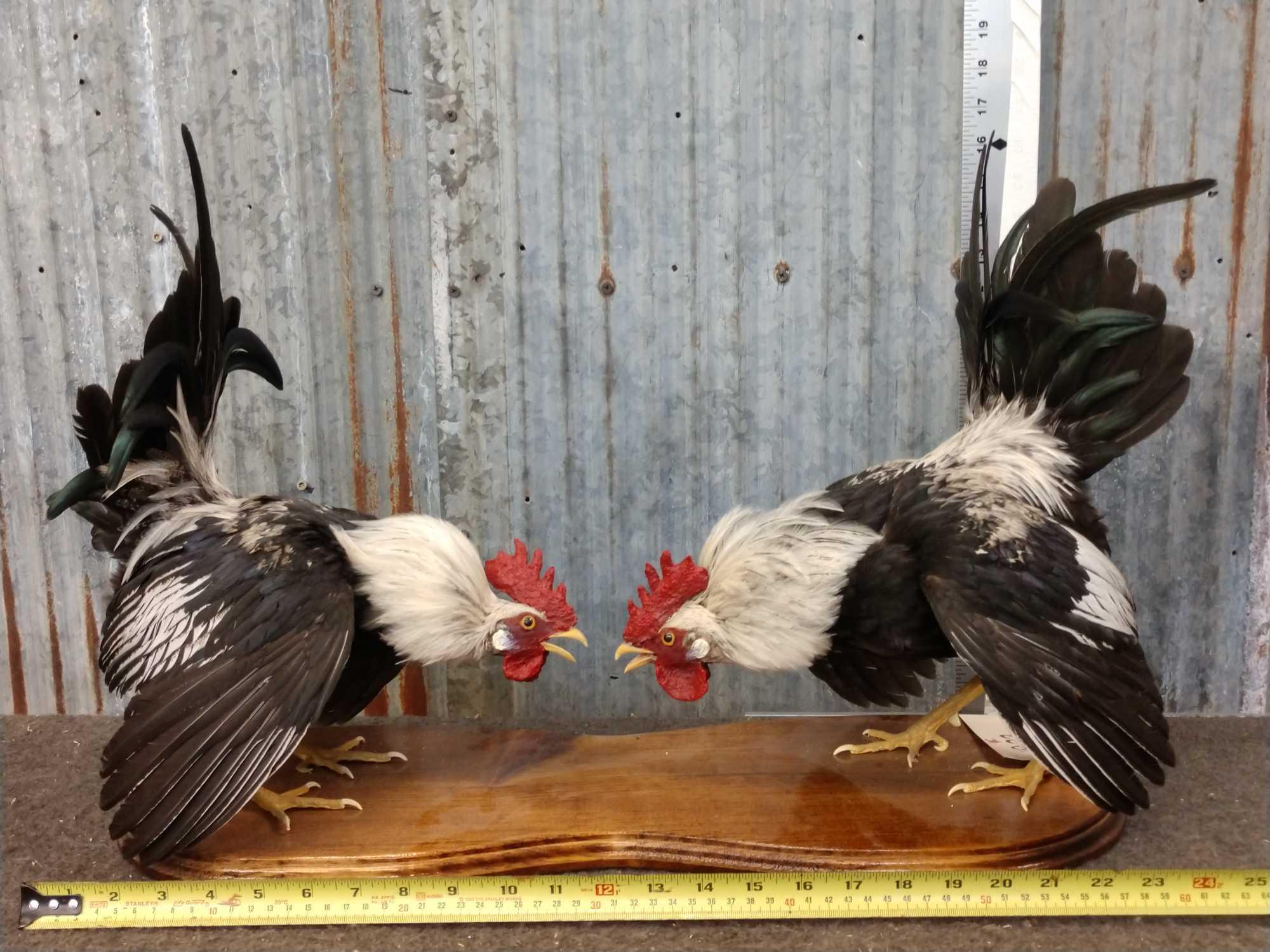taxidermy-fighting-roosters-for-sale-purchase-online-www-riderbraces