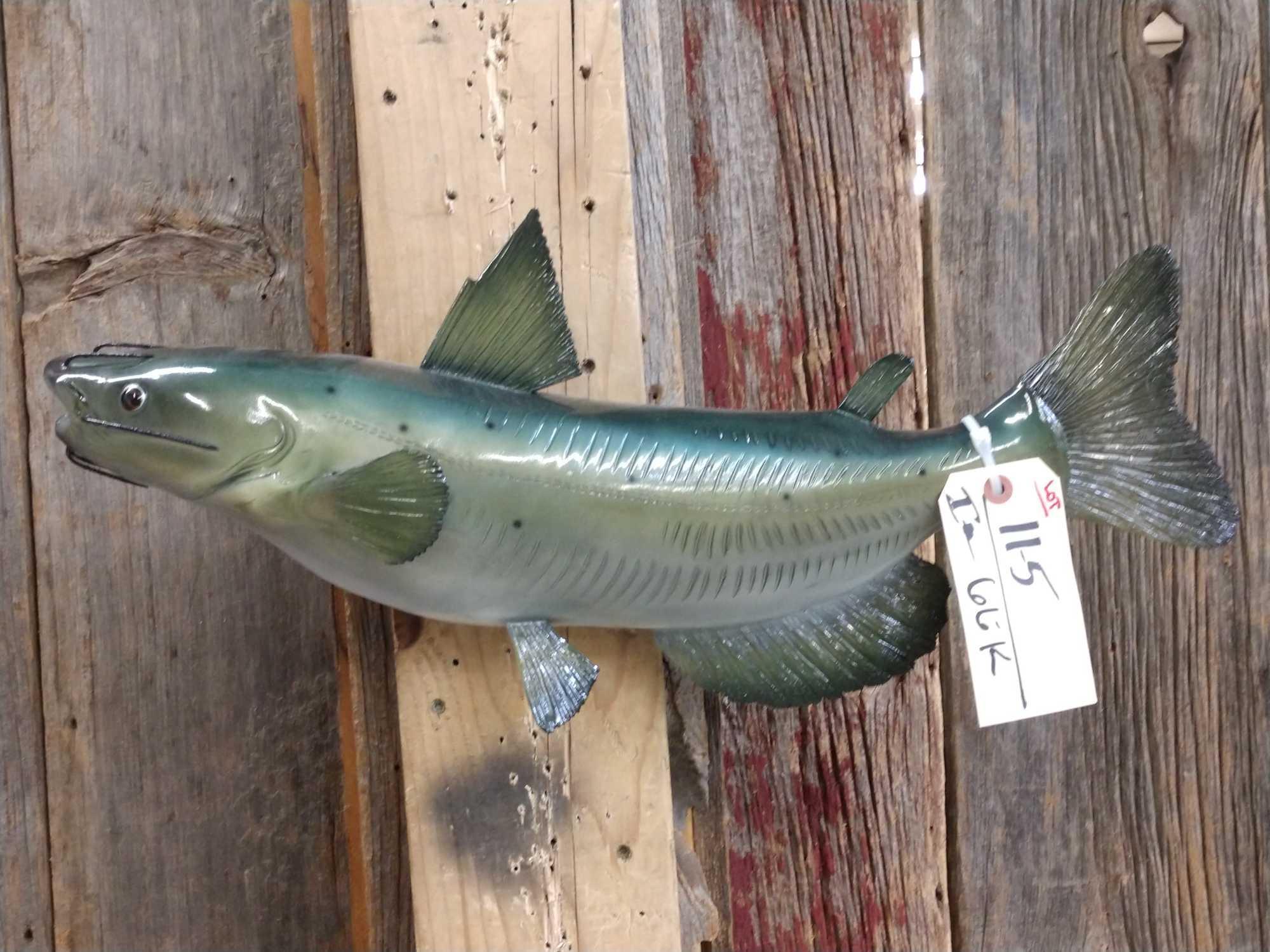 The Unexpected Truth About Catfish Reproduction - hq6djna