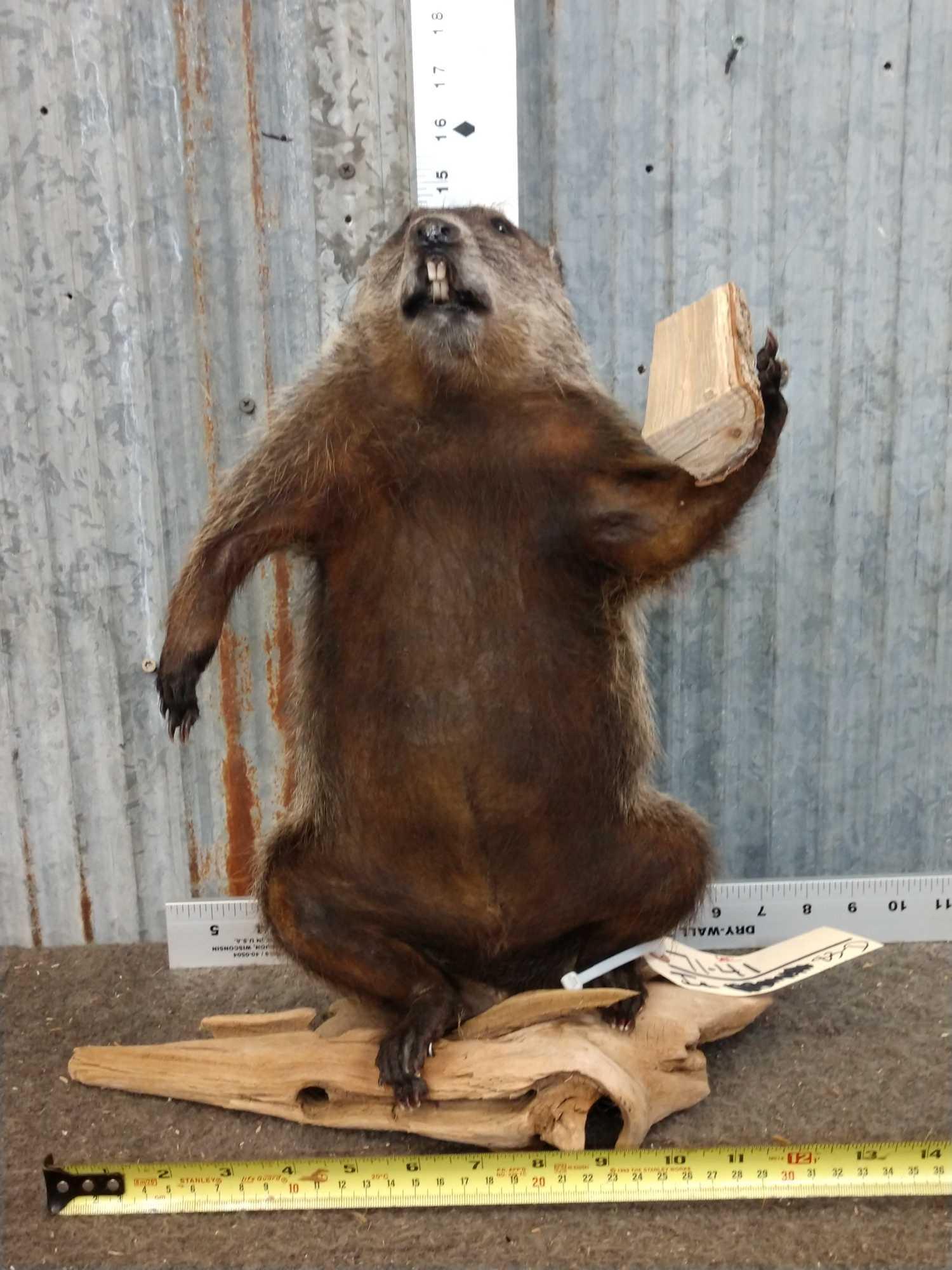 Woodchuck Chucking Wood Full Body Taxidermy Mount Proxibid