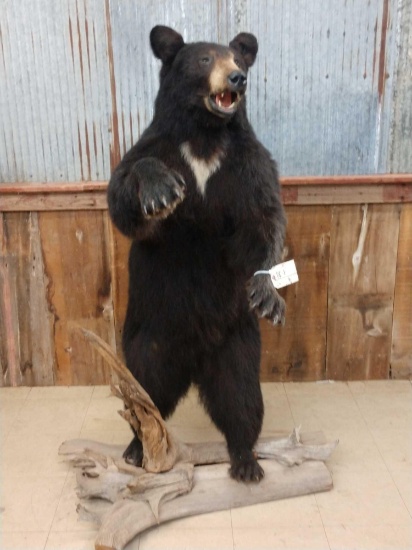 Black Bear Full Body Taxidermy Mount