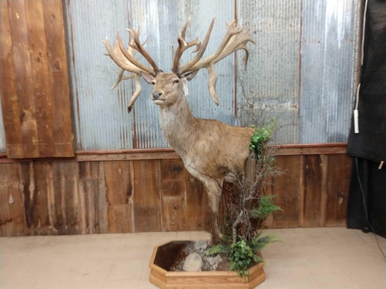 HUGE Red Stag Half Body Taxidermy Mount