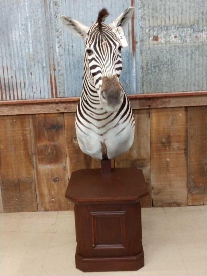 Nice Zebra Pedestal Taxidermy Mount