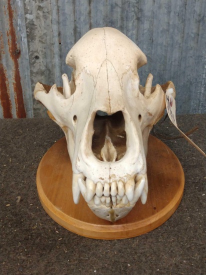 Big Grizzly Bear Skull Taxidermy