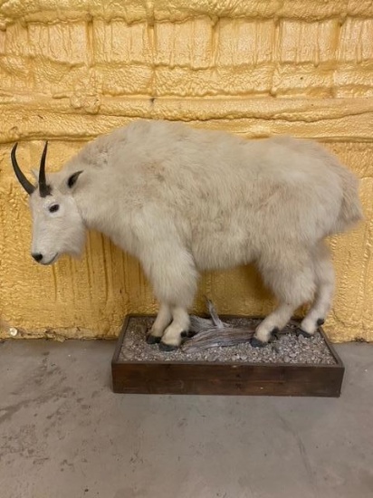 Mountain Goat Full Body Mount