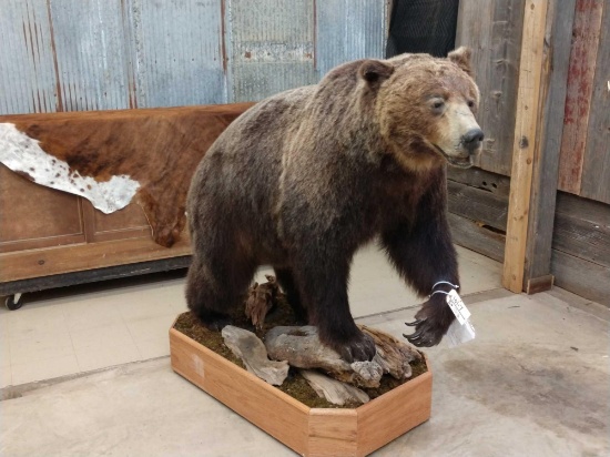 Beautiful Alaskan Kodiak Bear Full Body Taxidermy Mount