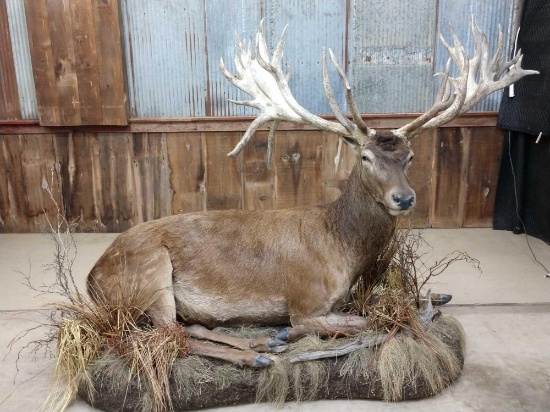 HUGE Red Stag Full Body Taxidermy Mount