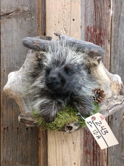 Porcupine In A Den Taxidermy