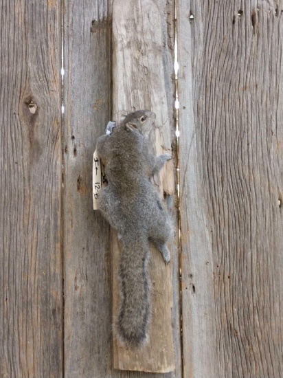 Grey Squirrel Climbing Full Body Taxidermy Mount