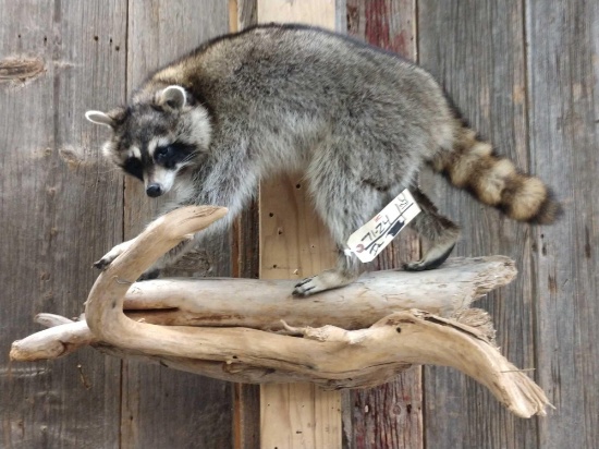 Raccoon On Driftwood Full Body Taxidermy Mount