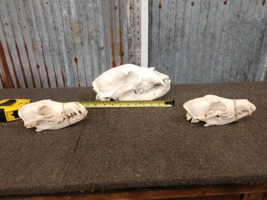 2 Coyote Skulls & Black Bear Skull Taxidermy