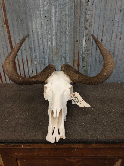 African White Tail Gnu Skull Taxidermy