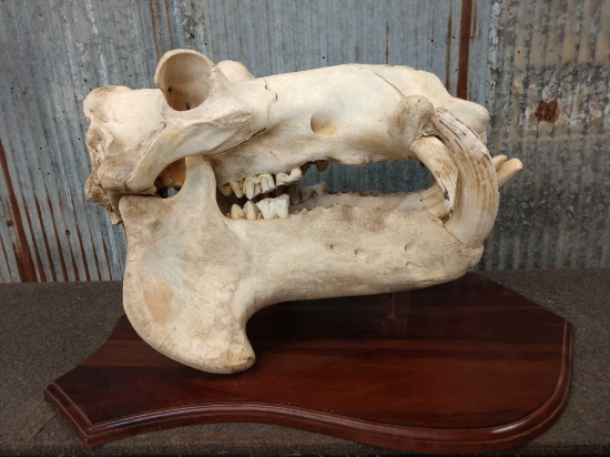 Big Hippopotamus Skull Taxidermy