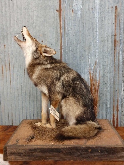 Howling Coyote Full Body Taxidermy Mount