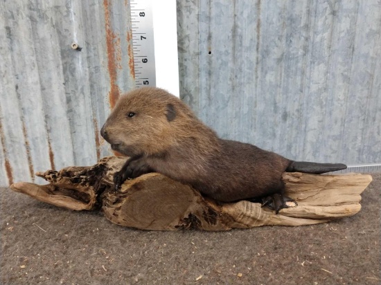 Baby Beaver Taxidermy Mount