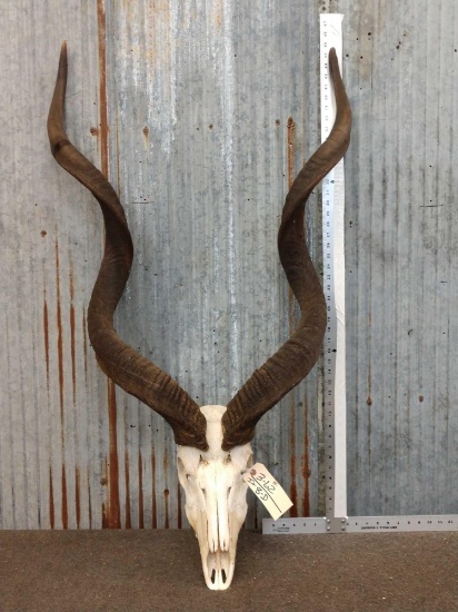 African Kudu Skull Taxidermy