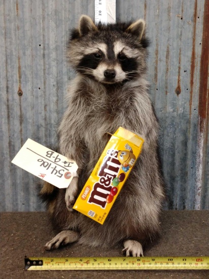 Raccoon Eating M&M's Taxidermy Mount
