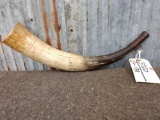 Vintage Steer Horn Bugle