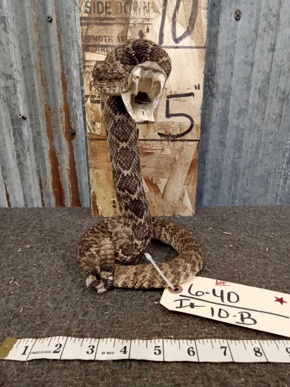 Rattlesnake Ready To Strike Taxidermy