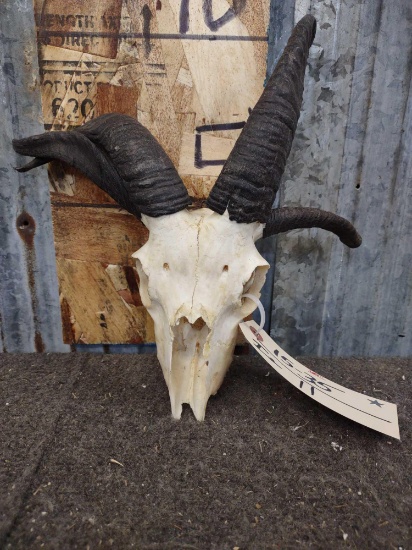 Jacobs 4 Horn Sheep Skull Taxidermy