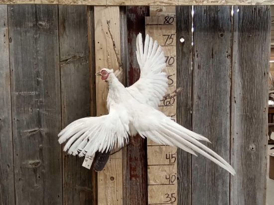 White Pheasant In Flight Bird Taxidermy