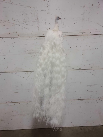 White Peacock Full Body Taxidermy Mount