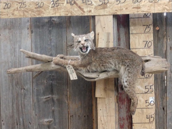 Juvenile Bobcat On A Limb Full Body Taxidermy