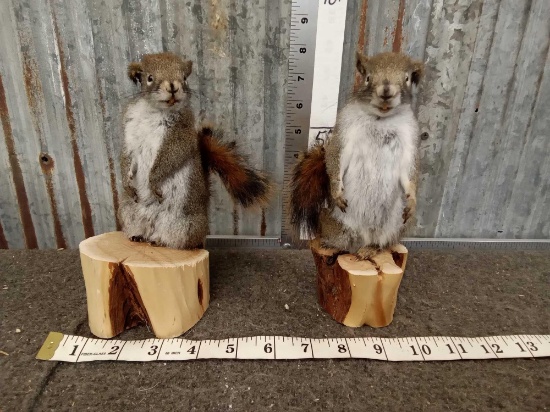 Pair Of Pine Squirrels Full Body Taxidermy Mount