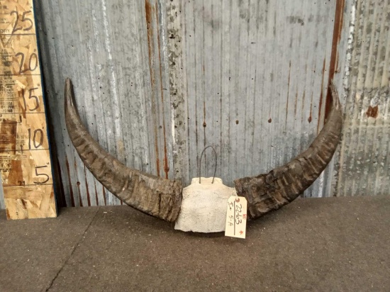 Water Buffalo Horns & Skull Cap Taxidermy