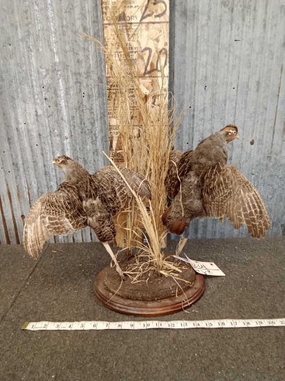 Pair Of Hungarian Partridge In Flight Taxidermy