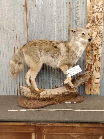 Coyote Full Body Taxidermy Mount